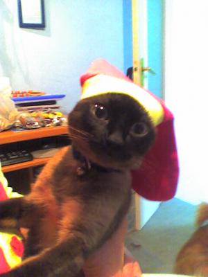 20061224135627-picture003.jpg