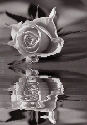 20070712220333-350758hgthp12u5o.gif