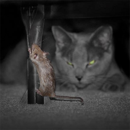 20070728144435-cat-mouse.jpg